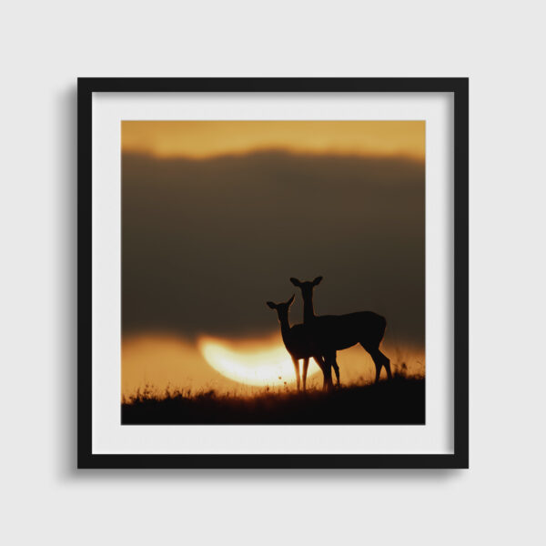 Doux spectacle Lionel Maye Fine Art print Une image pour rever passe partout