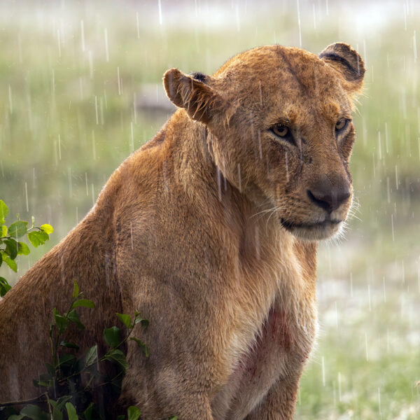 Waiting for the lull Lionel Maye Fine Art print Une image pour rever