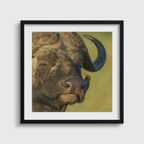 Entraide Lionel Maye Fine Art print Une image pour rever passe partout