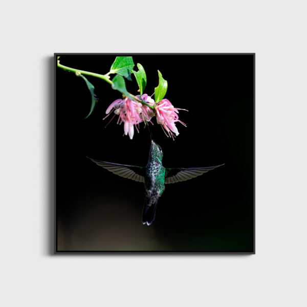 La fleur et l'oiseau Lionel Maye Fine Art print One image for large Floating frames