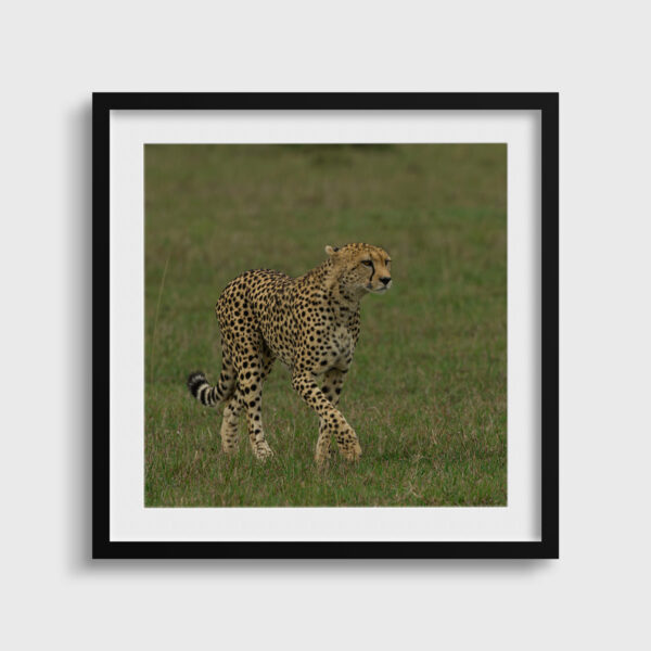La grace Lionel Maye Fine Art print An image for rever passe partout