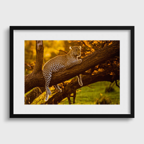 Supermodel Lionel Maye Fine Art print An image for rever passe partout