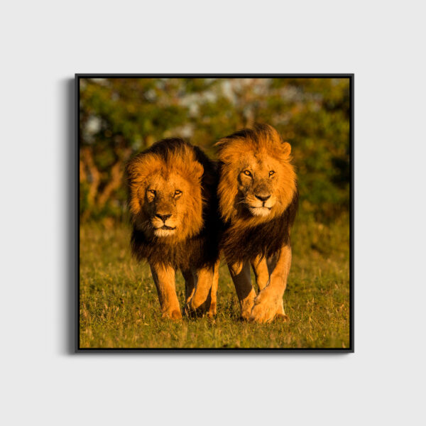 Les dominants Lionel Maye Fine Art print An image for revering large Floating frames