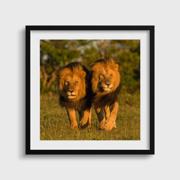 Les dominants Lionel Maye Fine Art print An image for rever passe partout