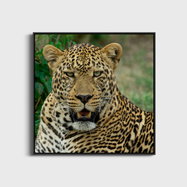 Menace Lionel Maye Fine Art print An image for rever large caisse americaine