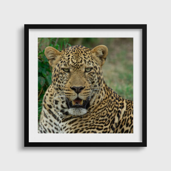 Menace Lionel Maye Fine Art print An image for rever passe partout