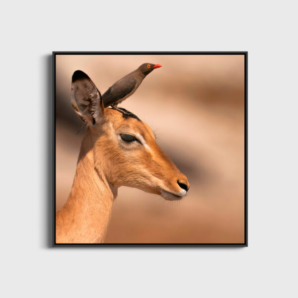 Impala gazelle portrait Lionel Maye Fine Art print An image for revering large Floating frames