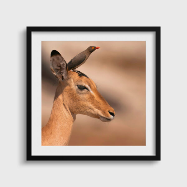 Impala gazelle portrait Lionel Maye Fine Art print An image for rever passe partout
