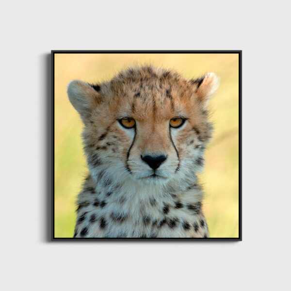 Regard envoutant 2 Lionel Maye tirage Fine Art Une image pour rever large caisse americaine