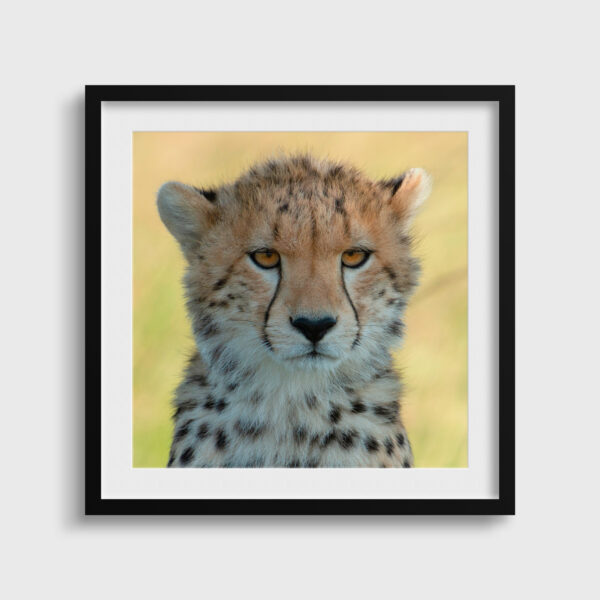 Regard envoutant 2 Lionel Maye tirage Fine Art Une image pour rever passe partout