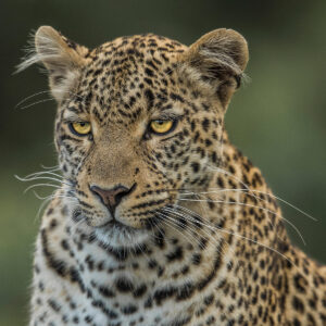 Regard percant Lionel Maye - Tirage photographique d'art - Photographie d'art - Une image pour rêver