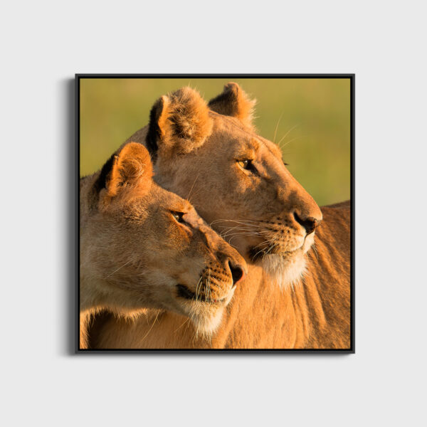 Scruter l'horizon Lionel Maye Fine Art print Une image pour rever large caisse americaine
