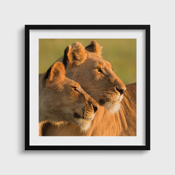 Scruter l'horizon Lionel Maye Fine Art print Une image pour rever passe partout