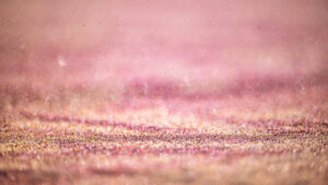 Inspiration - Namibia - Garnets carried by the wind