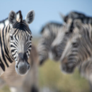 Dans le flou de la savane Namibie Photo Sebastien Desnoulez Photographe auteur
