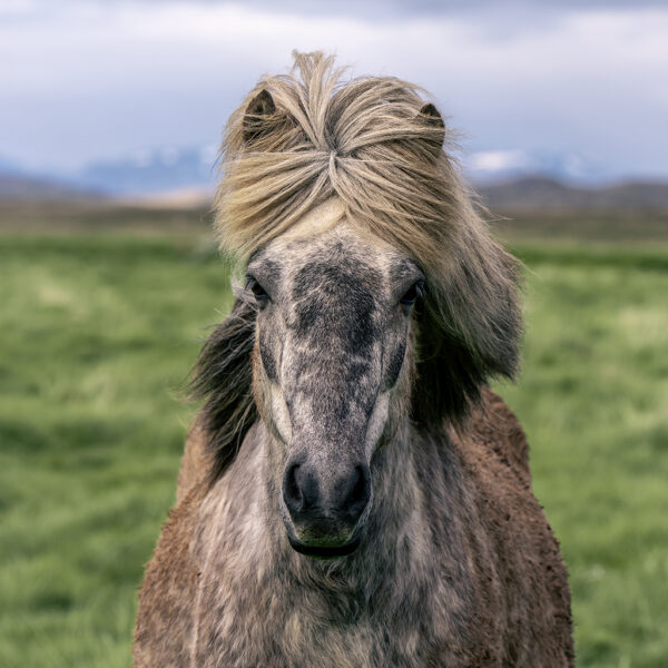 Hestur