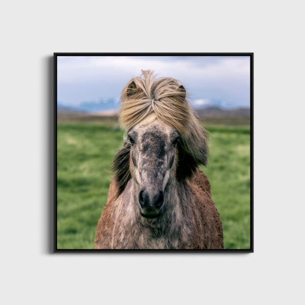 Hestur - Image 3