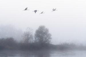L envol des grues cendrees 3 Pierre Chancy - Tirage photographique d'art - Photographie d'art - Une image pour rêver