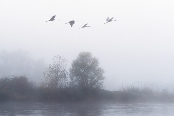 The Flight of the Common Cranes in the Morning 3