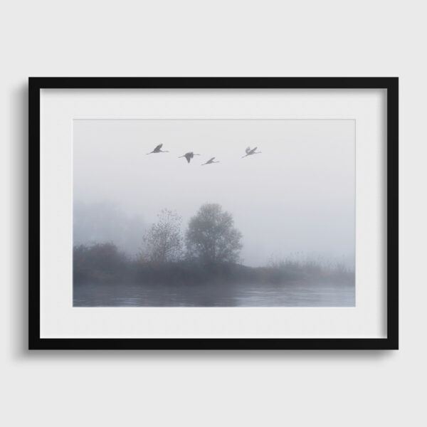 The Flight of the Common Cranes in the Morning 3 - Image 2