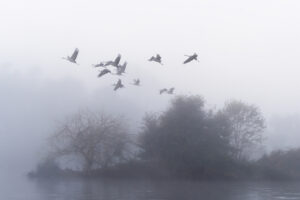 L envol des grues cendrees la matin 2 Pierre Chancy - Tirage photographique d'art - Photographie d'art - Une image pour rêver