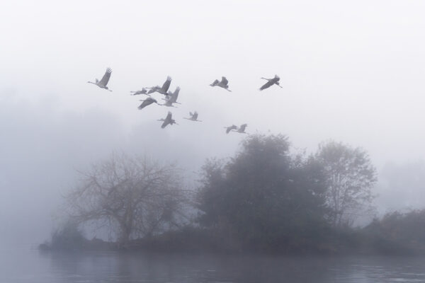 The Flight of the Common Cranes in the Morning 2
