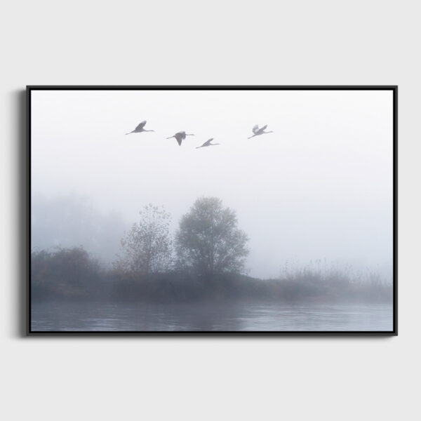 The Flight of the Common Cranes in the Morning 2 - Image 3