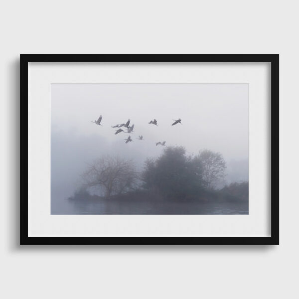 The Flight of the Common Cranes in the Morning 2 - Image 2