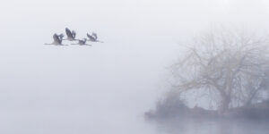 The Flight of the Common Cranes in the Morning 4