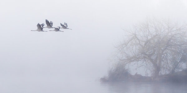 The Flight of the Common Cranes in the Morning 4