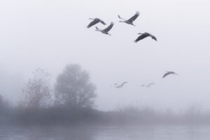 L envol des grues cendrees le matin Pierre Chancy - Tirage photographique d'art - Photographie d'art - Une image pour rêver