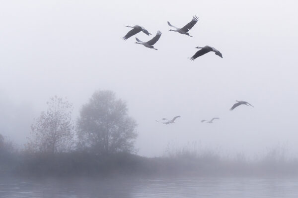 The Flight of the Common Cranes in the Morning