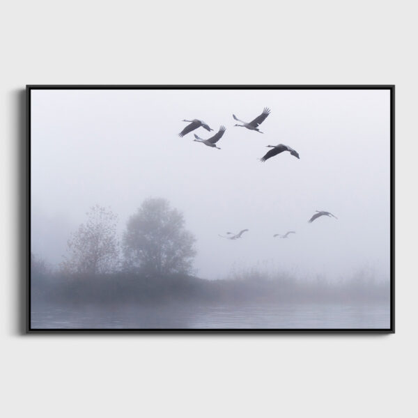 The Flight of the Common Cranes in the Morning - Image 3