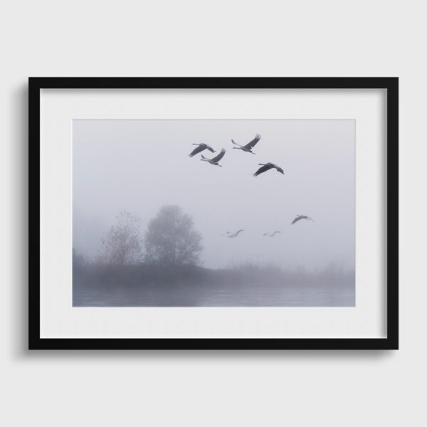 The Flight of the Common Cranes in the Morning - Image 2