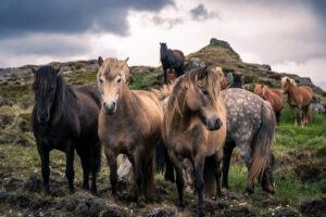 La fierte des Highlands Pierre Chancy - Tirage photographique d'art - Photographie d'art - Une image pour rêver