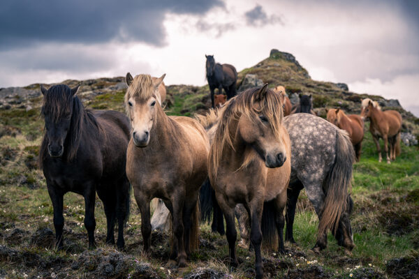 The Pride of the Highlands