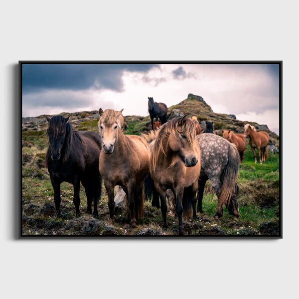 The Pride of the Highlands - Image 2