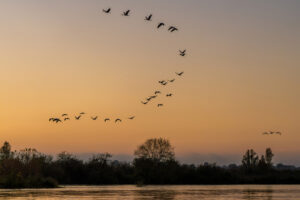 Passage of the Common Cranes 2