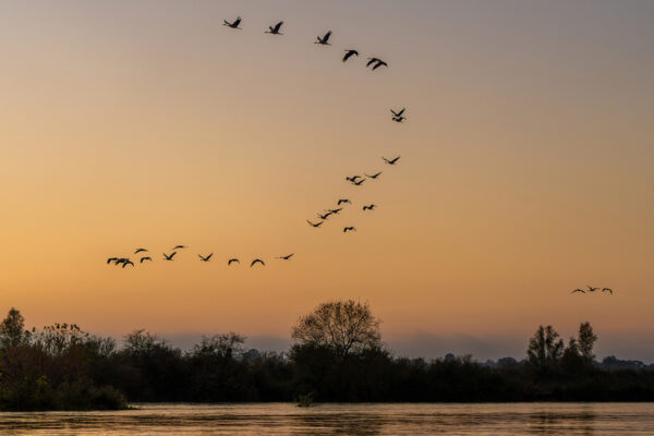 Passage of the Common Cranes 2