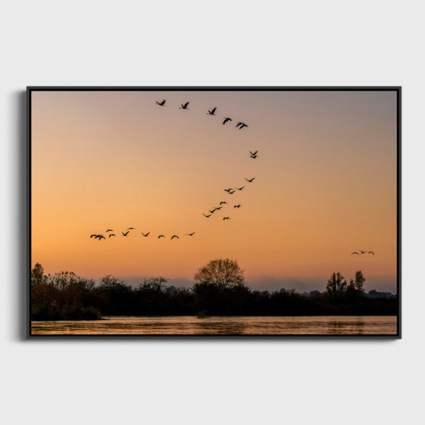 Passage of the Common Cranes 2 - Image 3
