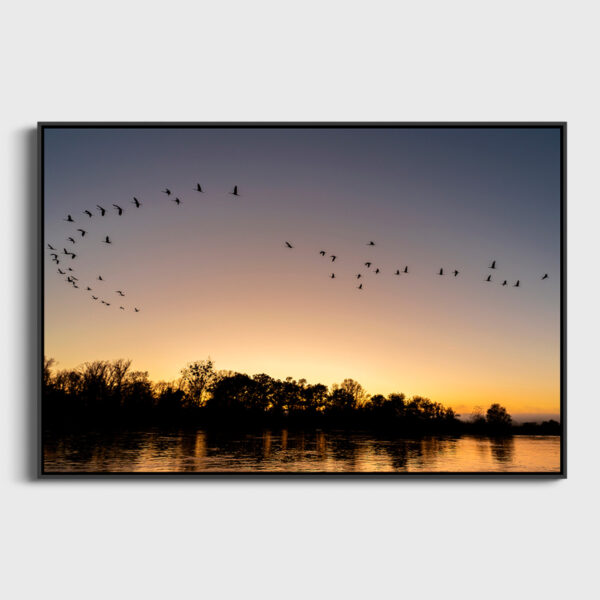 Passage of the Common Cranes - Image 3