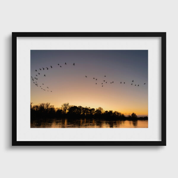 Passage of the Common Cranes - Image 2