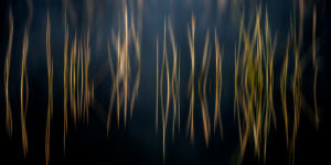 Vibrato 1 Pierre Chancy - Tirage photographique d'art - Photographie d'art - Une image pour rêver