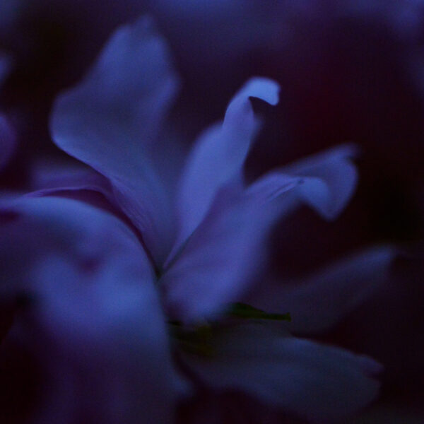 Fleur bleue 1 Eleonore Mehl tirage Fine Art Une image pour rever