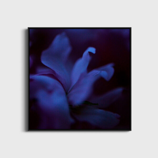 Fleur bleue 1 Eleonore Mehl tirage Fine Art Une image pour rever caisse americaine