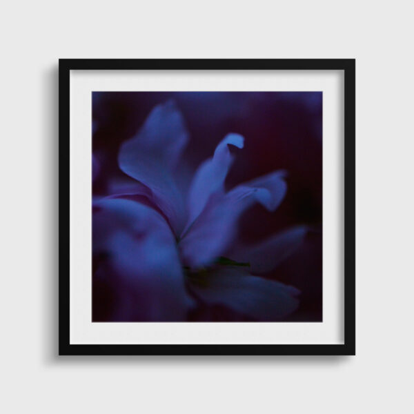 Fleur bleue 1 Eleonore Mehl tirage Fine Art Une image pour rever passe partout