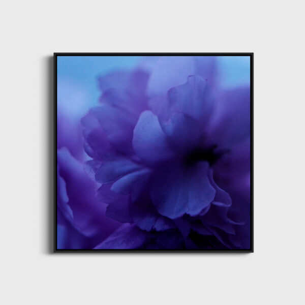 Fleur bleue 2 Eleonore Mehl tirage Fine Art Une image pour rever caisse americaine