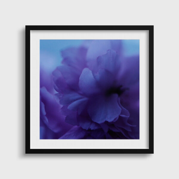 Fleur bleue 2 Eleonore Mehl tirage Fine Art Une image pour rever passe partout