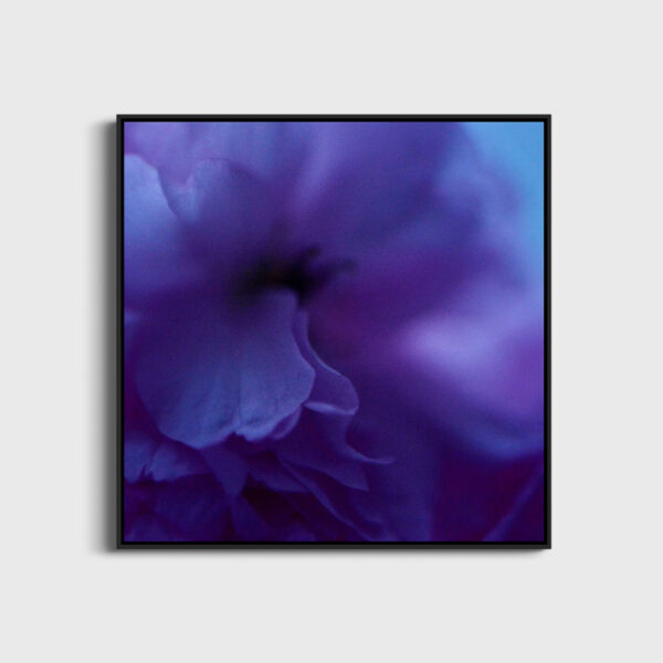 Fleur bleue 3 Eleonore Mehl tirage Fine Art Une image pour rever caisse americaine
