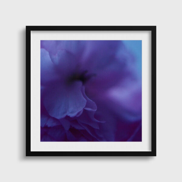 Fleur bleue 3 Eleonore Mehl tirage Fine Art Une image pour rever passe partout